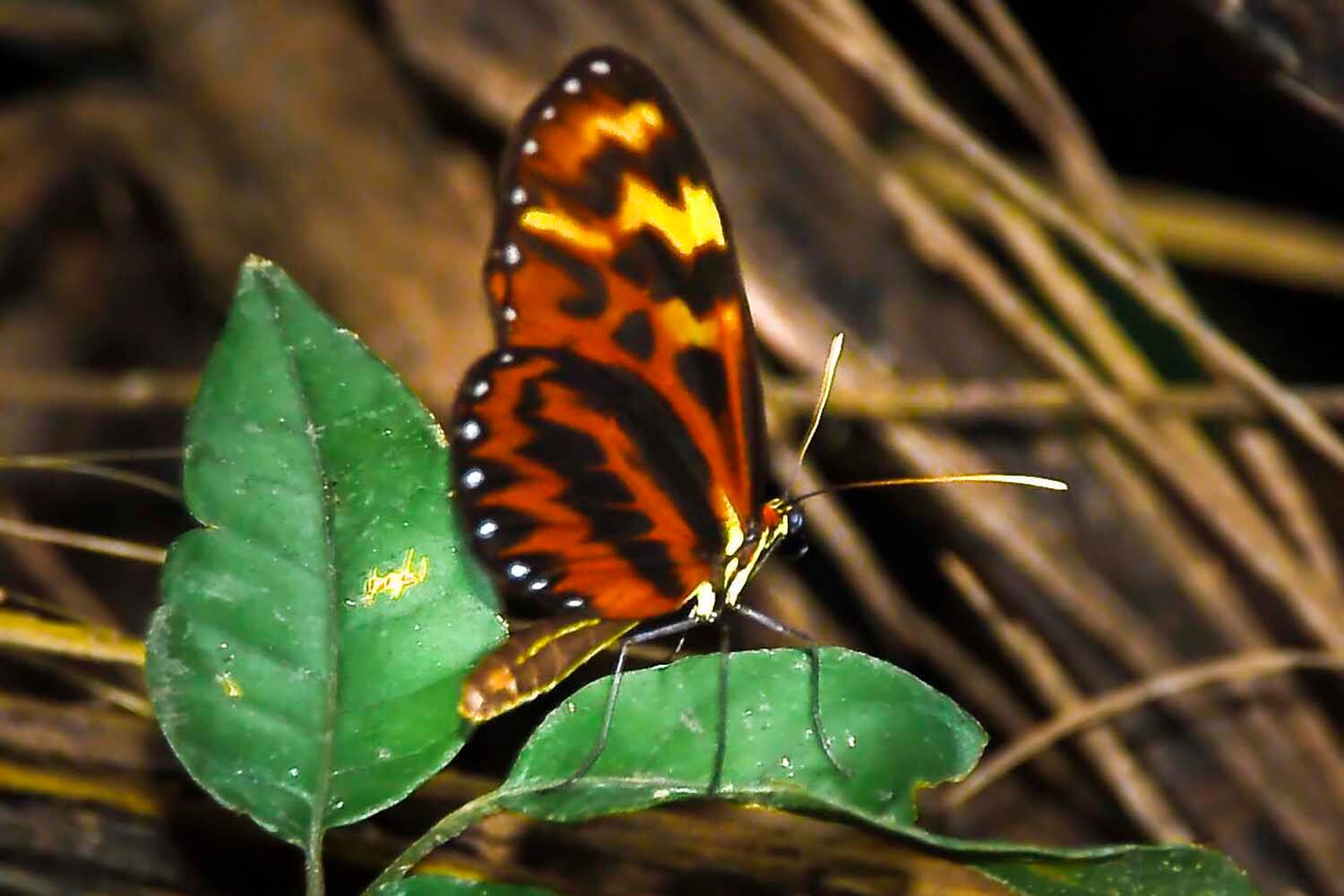 AMAZONAS 14_selva galeria_CSC_0196_.jpg